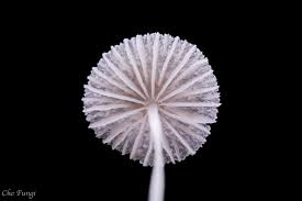 Attēlu rezultāti vaicājumam “Diachea leucopodia stalked”