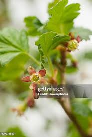 Attēlu rezultāti vaicājumam “Ribes uva-crispa flower”