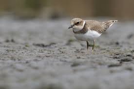 Attēlu rezultāti vaicājumam “Charadrius dubius adult”