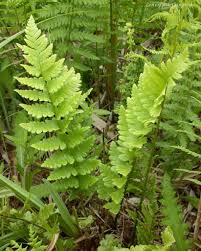 Attēlu rezultāti vaicājumam “Dryopteris cristata”
