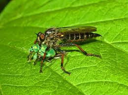 Attēlu rezultāti vaicājumam “Choerades sp.”