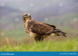 Attēlu rezultāti vaicājumam “Buteo buteo adult”