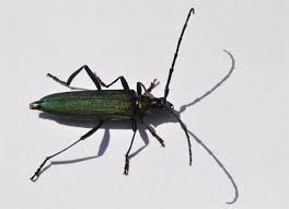 Attēlu rezultāti vaicājumam “Aromia moschata”