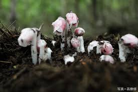 Image result for ギンリョウソウ