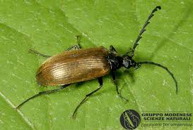 Attēlu rezultāti vaicājumam “Pseudocistela ceramboides”