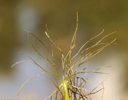 Attēlu rezultāti vaicājumam “Ceratophyllum submersum”