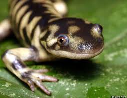 Attēlu rezultāti vaicājumam “Diderma tigrinum macro”