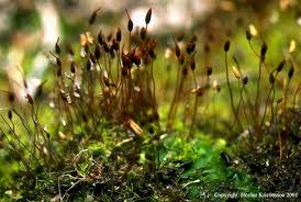 Attēlu rezultāti vaicājumam “Distichium capillaceum”