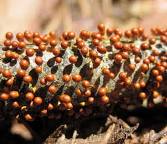 Attēlu rezultāti vaicājumam “Badhamiopsis sp.”