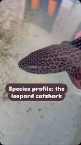 Image result for Raja straeleni