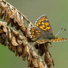 Attēlu rezultāti vaicājumam “Hamearis lucina upperside”