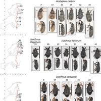 Attēlu rezultāti vaicājumam “Protapion sp.”