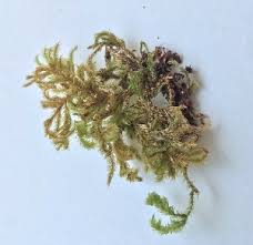 Attēlu rezultāti vaicājumam “Isothecium alopecuroides”