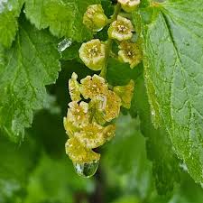 Attēlu rezultāti vaicājumam “Ribes spicatum”