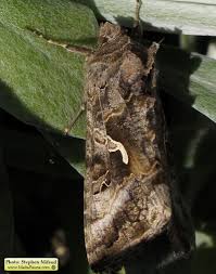 Attēlu rezultāti vaicājumam “Autographa gamma”