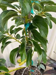 Attēlu rezultāti vaicājumam “Carex acuta fruit”