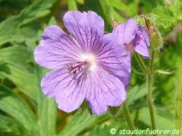 Attēlu rezultāti vaicājumam “Geranium bohemicum”