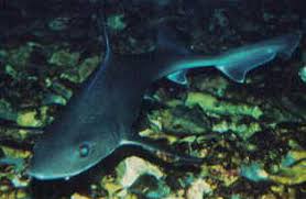 Image result for Mustelus asterias