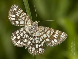 Attēlu rezultāti vaicājumam “Chiasmia clathrata”