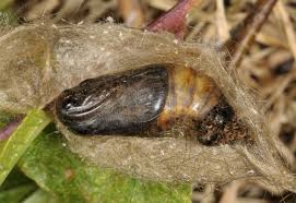 Attēlu rezultāti vaicājumam “Euproctis similis imago”