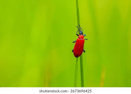 Attēlu rezultāti vaicājumam “Pyrochroa coccinea”