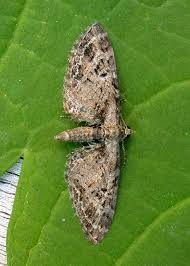 Attēlu rezultāti vaicājumam “Eupithecia exiguata”