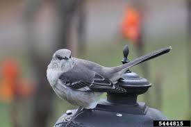 Image result for Mimus polyglottos