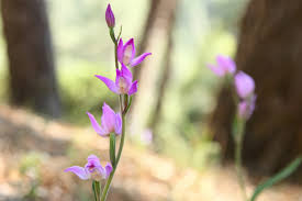 Attēlu rezultāti vaicājumam “Cephalanthera rubra bud”