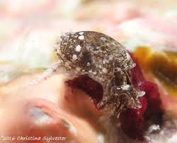 Attēlu rezultāti vaicājumam “Cephaloziella hampeana”