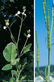 Attēlu rezultāti vaicājumam “Raphanus raphanistrum”