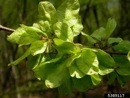 Attēlu rezultāti vaicājumam “Ulmus glabra leaf”