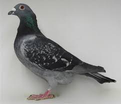 Image result for Abbeyton & Broomfield Racing Pigeons