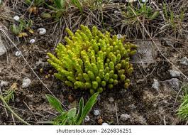 Attēlu rezultāti vaicājumam “Sedum acre leaf”