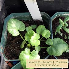 Attēlu rezultāti vaicājumam “Malva moschata leaf”