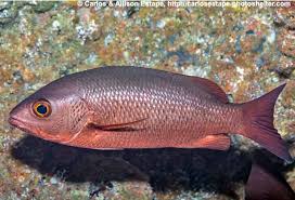 Image result for Lutjanus colorado