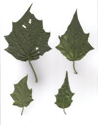 Attēlu rezultāti vaicājumam “Chenopodium acerifolium leaf”