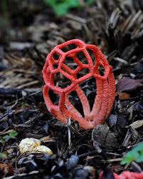 Attēlu rezultāti vaicājumam “Clathrus ruber”