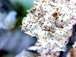 Attēlu rezultāti vaicājumam “Badhamia utricularis spores”