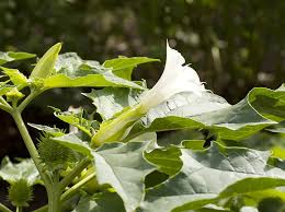 Attēlu rezultāti vaicājumam “Datura stramonium”