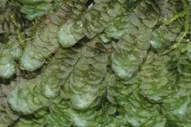 Attēlu rezultāti vaicājumam “Calypogeia”