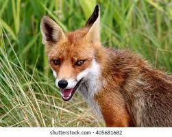 Attēlu rezultāti vaicājumam “Vulpes vulpes  juvenile”