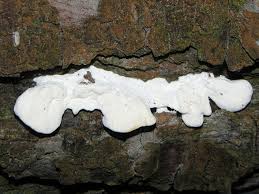 Attēlu rezultāti vaicājumam “Postia stiptica”