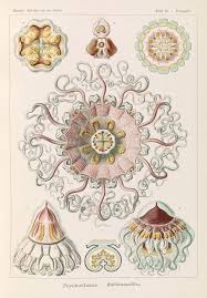 Image result for ernst haeckel