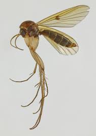 Attēlu rezultāti vaicājumam “Mycetophilidae”