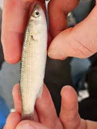 Image result for Chelon ramada