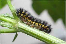 Attēlu rezultāti vaicājumam “Euphydryas maturna larva”