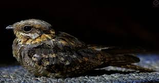 Image result for Caprimulgus ruficollis