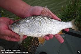 Attēlu rezultāti vaicājumam “Rutilus rutilus”