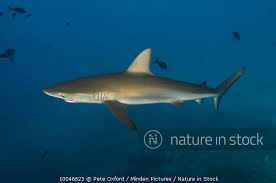Image result for Carcharhinus galapagensis