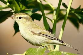 Attēlu rezultāti vaicājumam “Phylloscopus trochiloides”